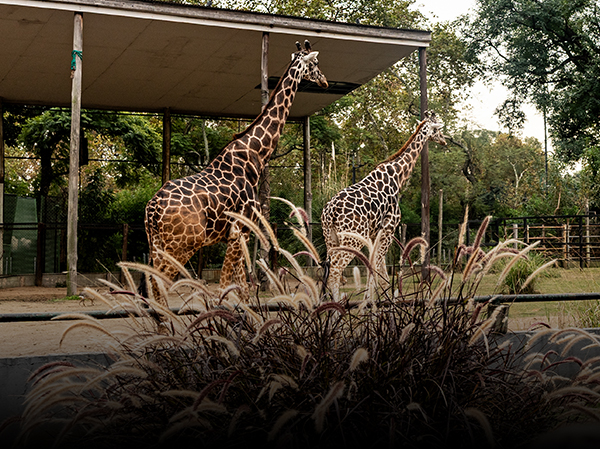 Milwaukee County Zoo shuttle
